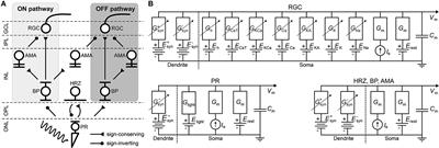 Retinal ganglion cells undergo cell type—specific functional changes in a computational model of cone-mediated retinal degeneration
